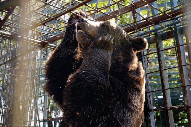 Medved Mitko na turistični kmetiji Abram na Nanosu 