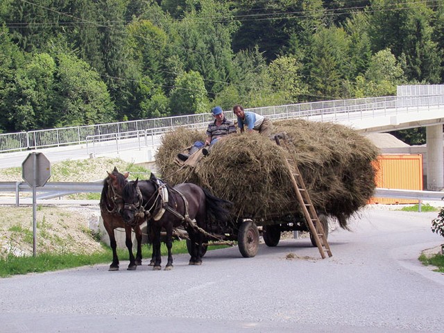 Ob ograjeni motorizirani kači ponekod življenje teče podobno kot nekoč. Počasi in previdno, namesto motorja konj, namesto umetnih sedežev pa seno. Voznik se za avtocesto ni zmenil prav dosti.