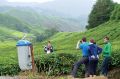 Cameron Highlands, Malezija / Foto Nejc Čož