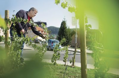 Sevnica: enolog in vinar Zdravko Mastnak je želel vinograd v sredinski otok umestiti zato, ker gre za prvo občino, kjer se začenja vinogradništvo; prav tam je tudi uradna meja bizeljsko-sremiškega vinorodnega okoliša.