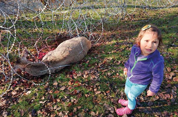 Foto tedna: Žrtev tehnične ovire v naših glavah: košuta, ki se je ujela v bodečo žico. Sodevci v Poljanski dolini ob Kolpi, Bela krajin