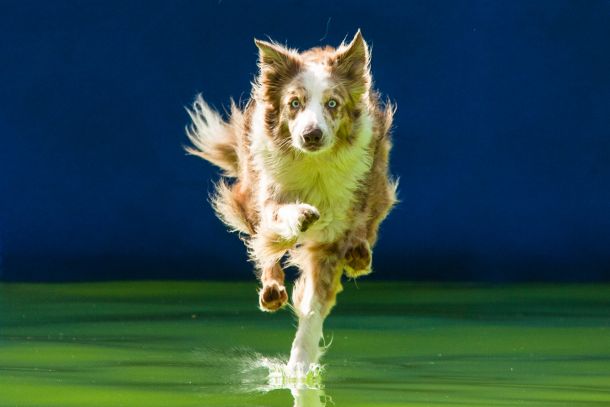 Flying Dogs, Kamnik