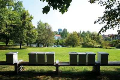 Študenti ljubljanske Fakultete za arhitekturo so pripravili osem predlogov urbanih čebelnjakov in stojišč za nakladne panje, ki so v skladu s slovensko čebelarsko tradicijo in primerni za bivanje mestnih čebel, enega od predlogov pa so lani udejanjili v Tivoliju.