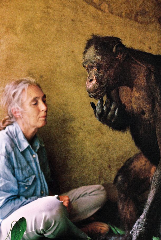 Primatologinja Jane Goodall, ki je raziskovala socialno vedenje šimpanzov