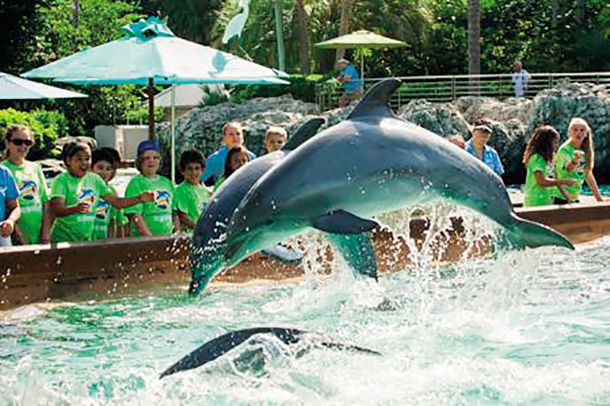 V SeaWorldu, tematskem parku, prav tako baziranem v floridskem Orlandu, so vedno brezmejne vrste. Ljudje se gnetejo, hodijo drug po drugem, se znojijo, trpijo. Ko končno – po vseh mukah – pridejo do delfinov (glavne atrakcije), se jih lahko na hitro dotaknejo. In to je to. Takoj morajo naprej, saj jih že rinejo stran. 