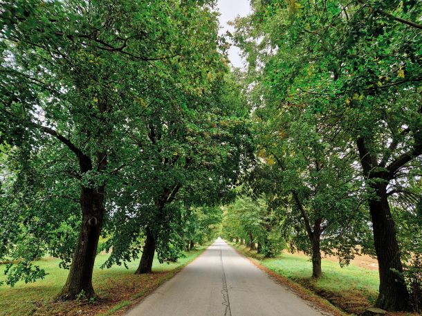 Občina Hoče - Slivnica je 11. septembra objavila pol milijona evrov vreden javni razpis, s katerim med drugim naroča podrtje 158 dreves, od tega 85 dreves z obsegom, večjim od 1,5 metra. (Fotografija je nastala 15. septembra 2024.